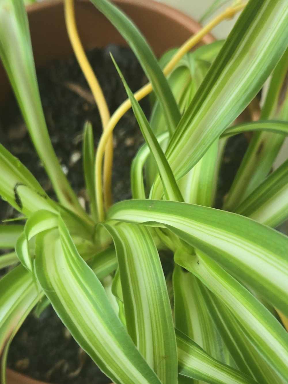 Variegated Green Spider Plant - Indoor Home Accent